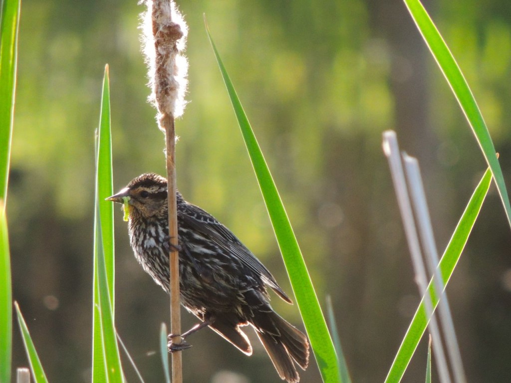 Red-winged Blackbird - female with food