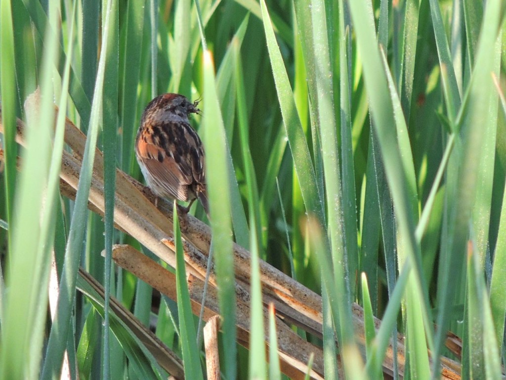 Swamp Sparrow 