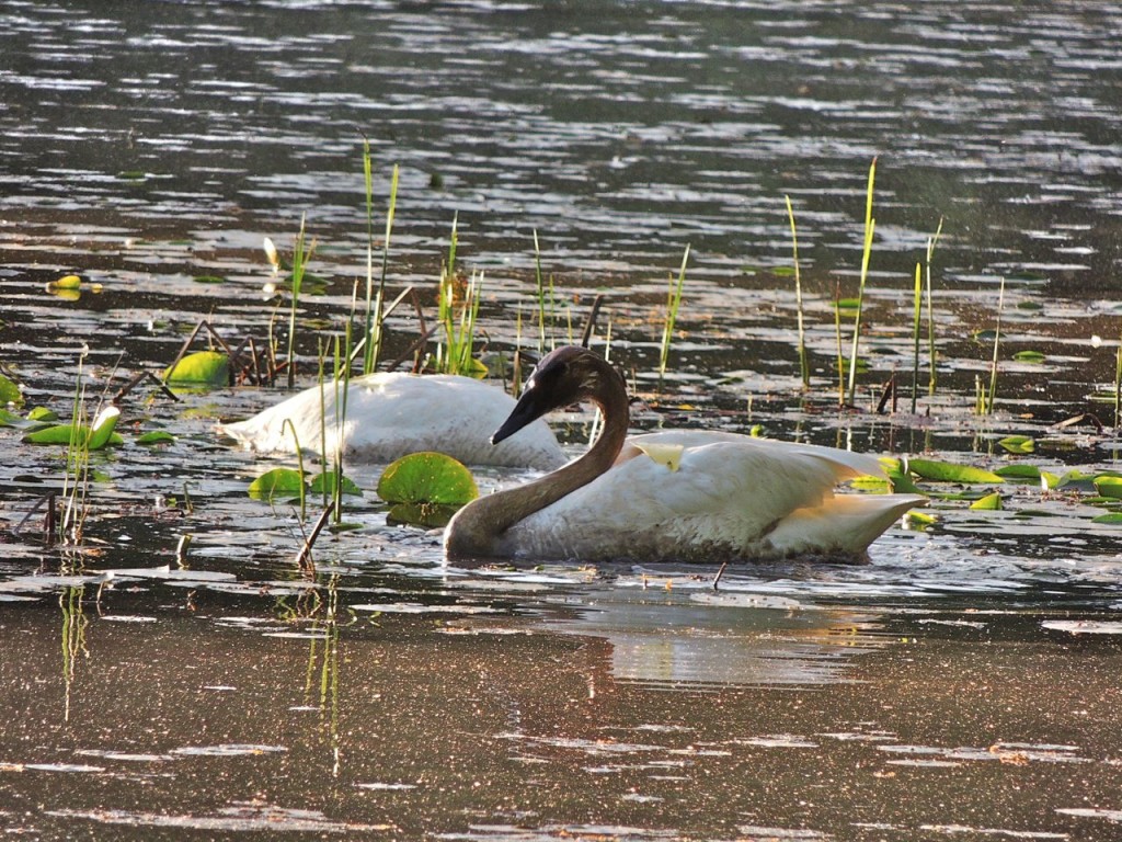 Trumpeter Swans