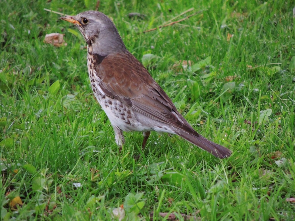 Fieldfare