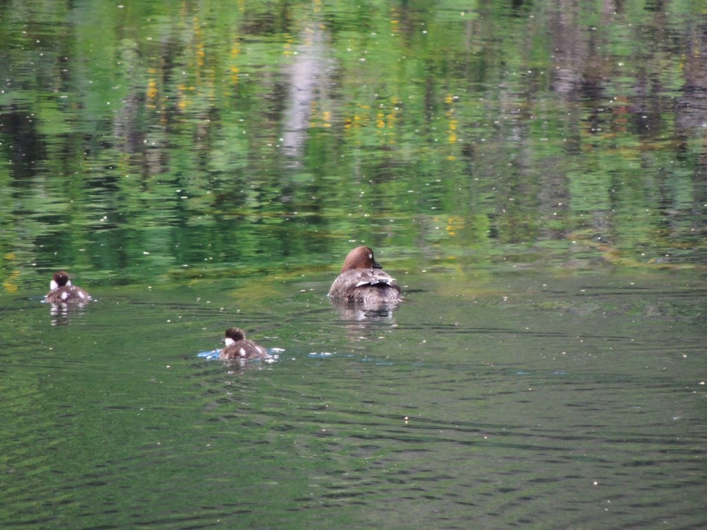 Goldeneye with young