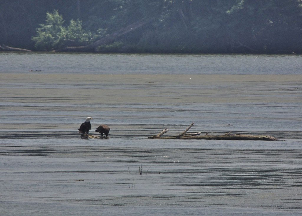 Bald Eagles Ad & juv.