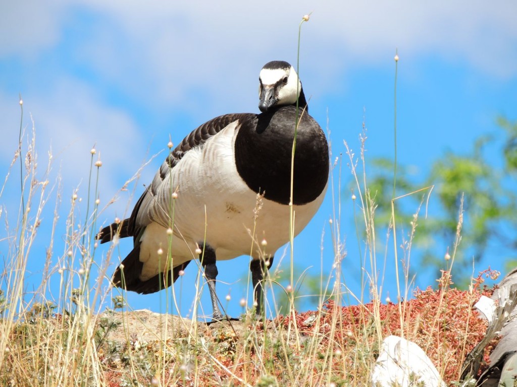 Barnacle Goose defending nest