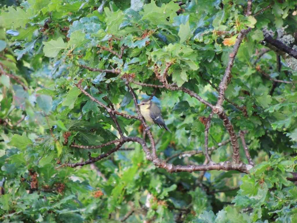 Blue Tit (juv)