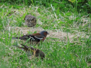 Chaffinch & Greenfinch. Skogskyrkogarden