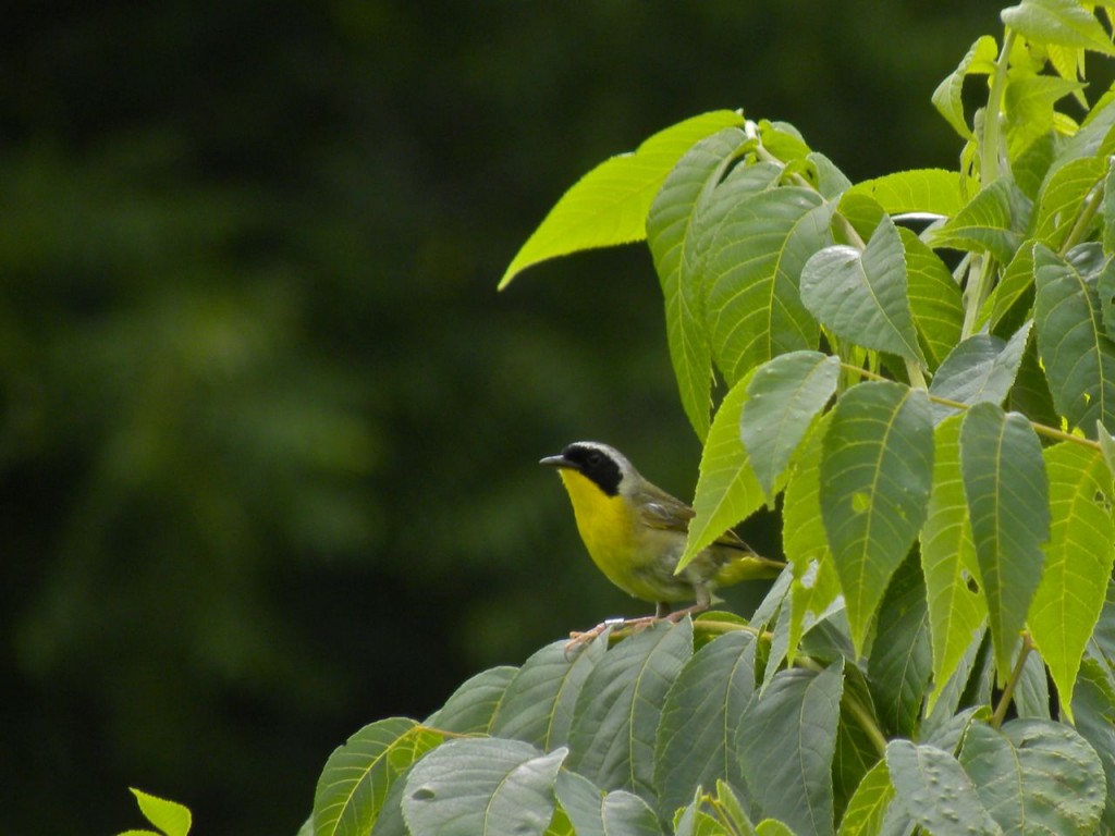 Male Common Yellowthroat