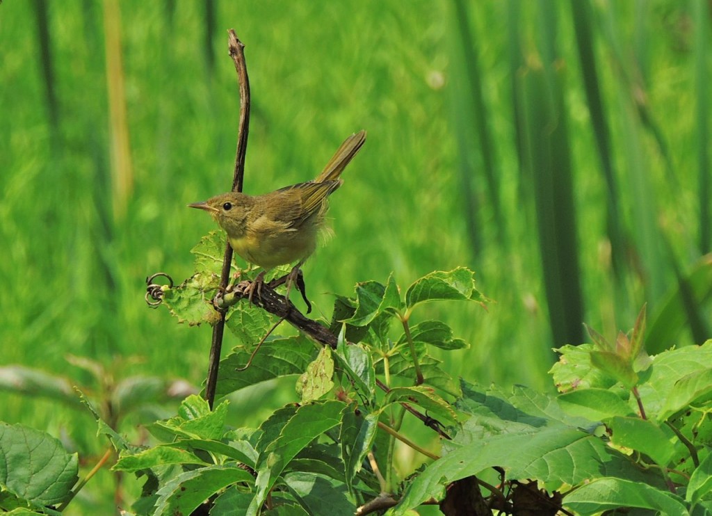 Common Yellowthroat (first fall male)