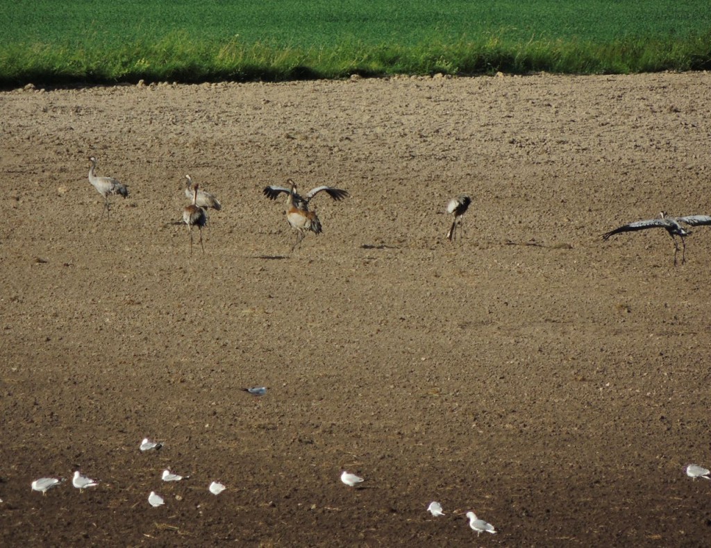 Cranes, flying in