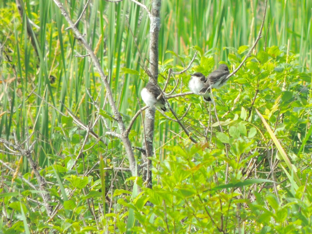 Eastern Kingbirds fledglings