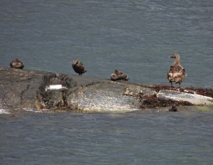 Female Common Eider & young