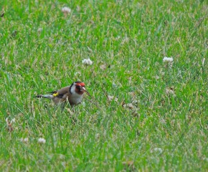 Foraging Goldfinch