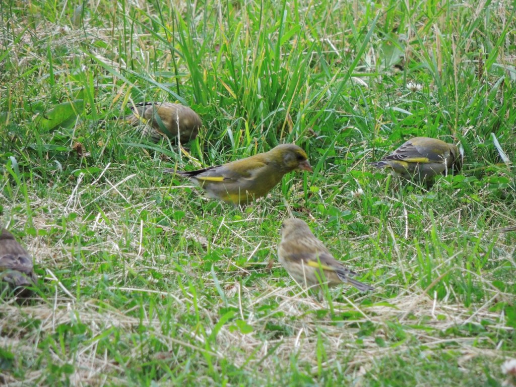 Foraging Greenfinches. Skogskyrkogarden