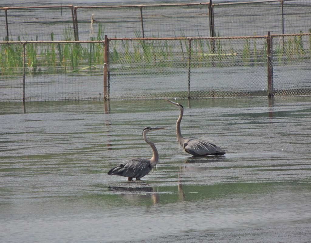 Great Blue Herons