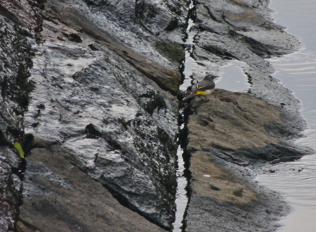 Grey Wagtail