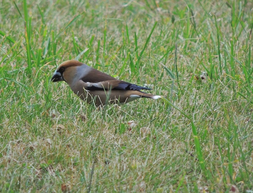 Hawfinch.