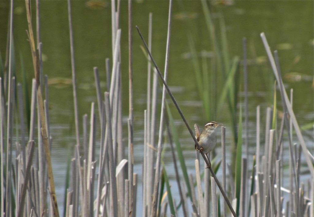 Marsh Wren.  Never easy to see, they rarely stay still for very long.  But this one did.