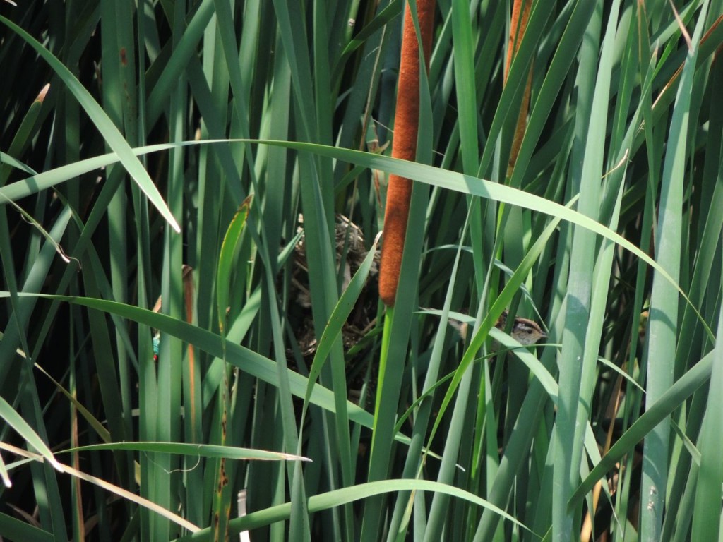 Marsh Wren as it leaves its nest under construction.