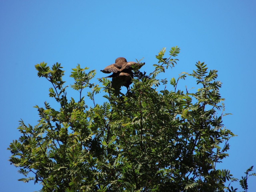 Mystery harrier