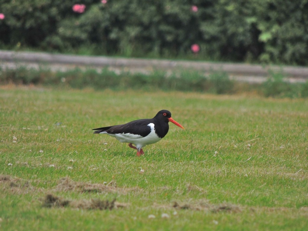 Oystercatcher