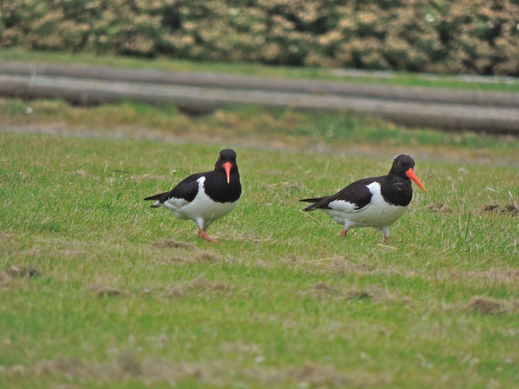 Oystercatchers