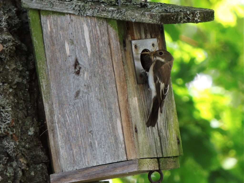 Pied Flycatcher