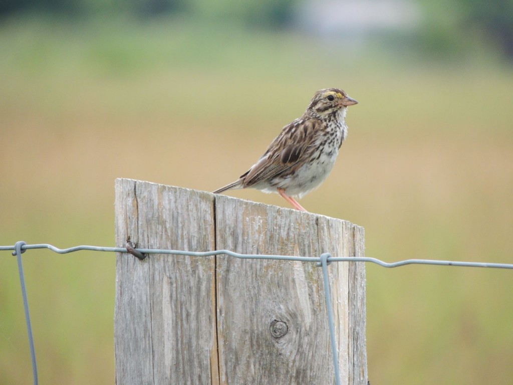 Savannah Sparrow in moult