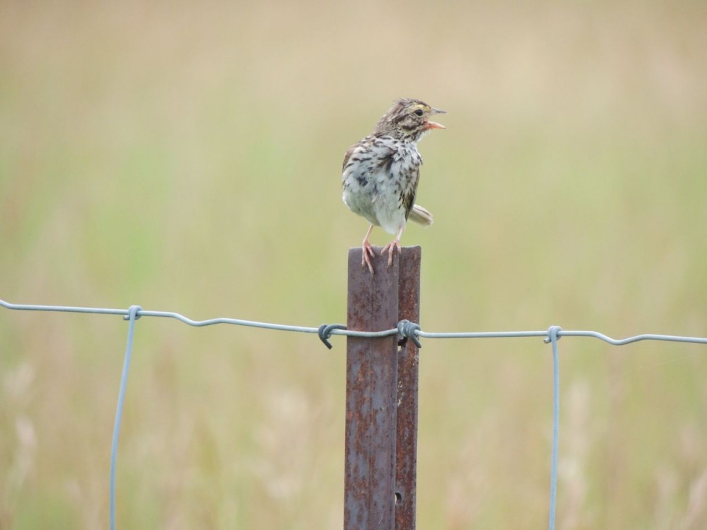 Savannah Sparrow in moult