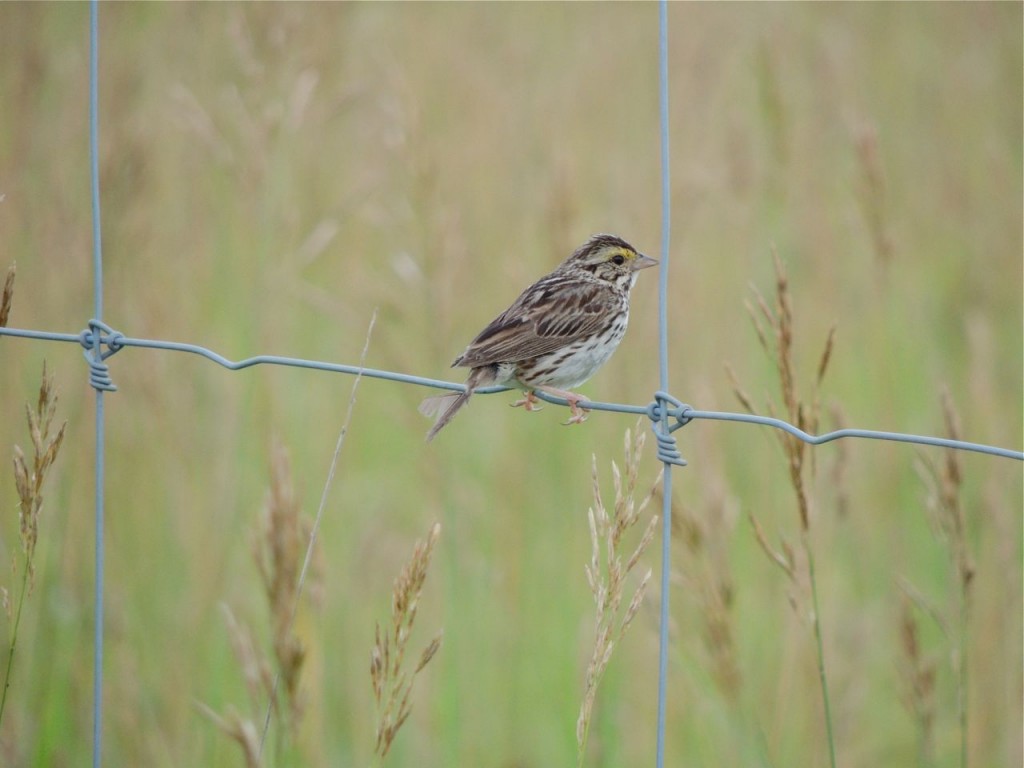 Savannah Sparrow in moult (note tail feather)