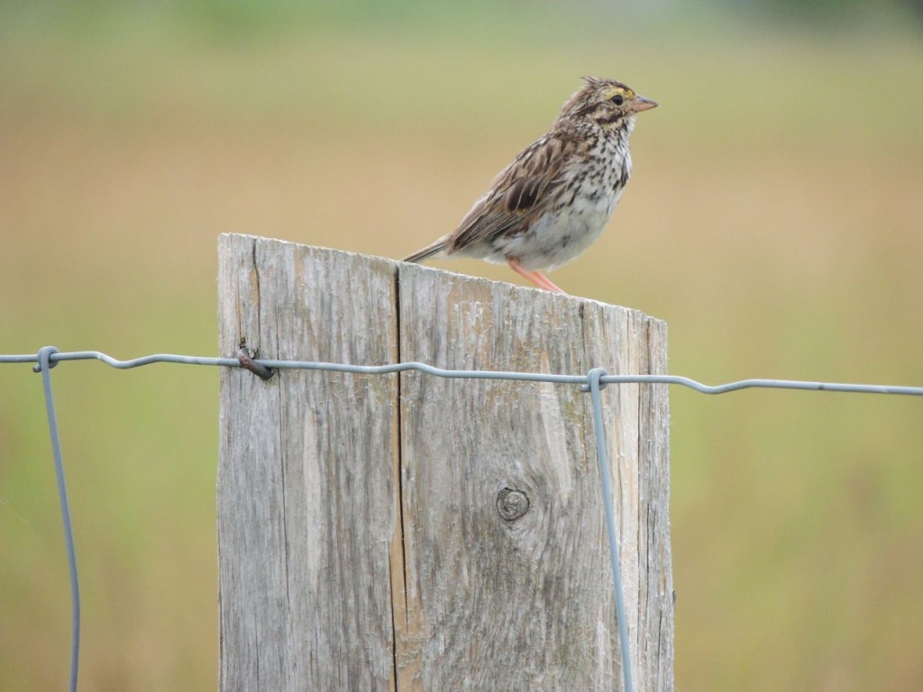 Savannah Sparrow (molting)