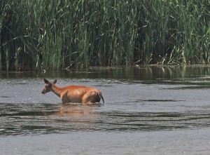 White-tailed Deer