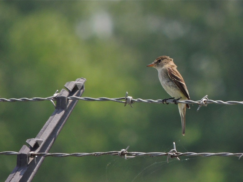 and nearby was this Willow Flycatcher