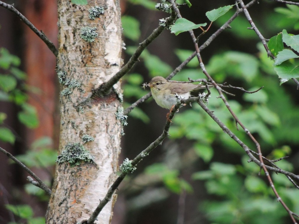 Willow Warbler