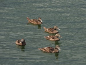 Youngish Common Eiders