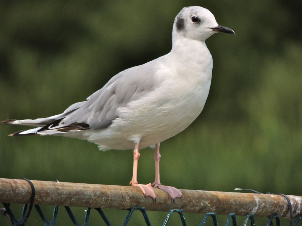 Bonaparte's Gull (non-breeding adult)