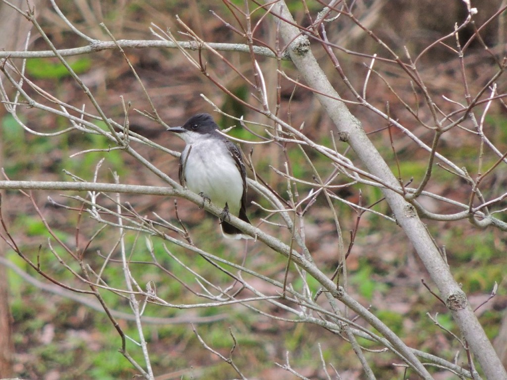 Eastern Kingbird