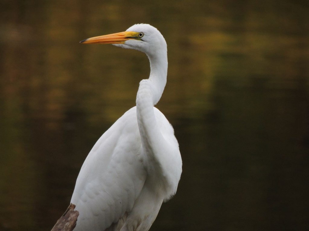 Great Egret