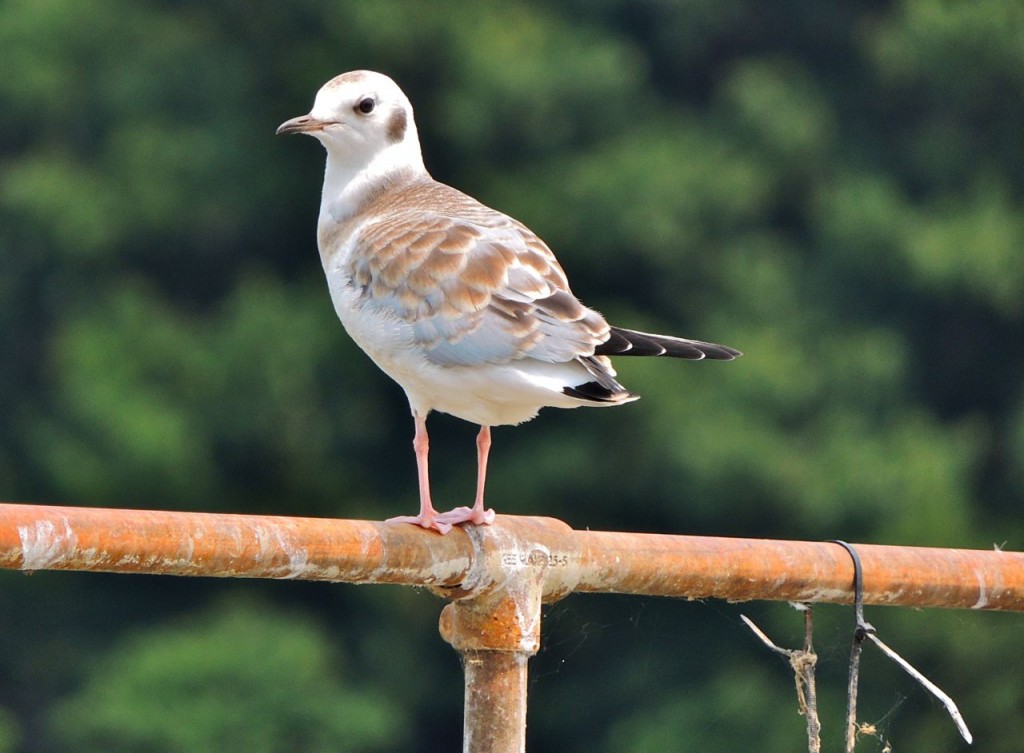 Juv. Bonaparte's Gull