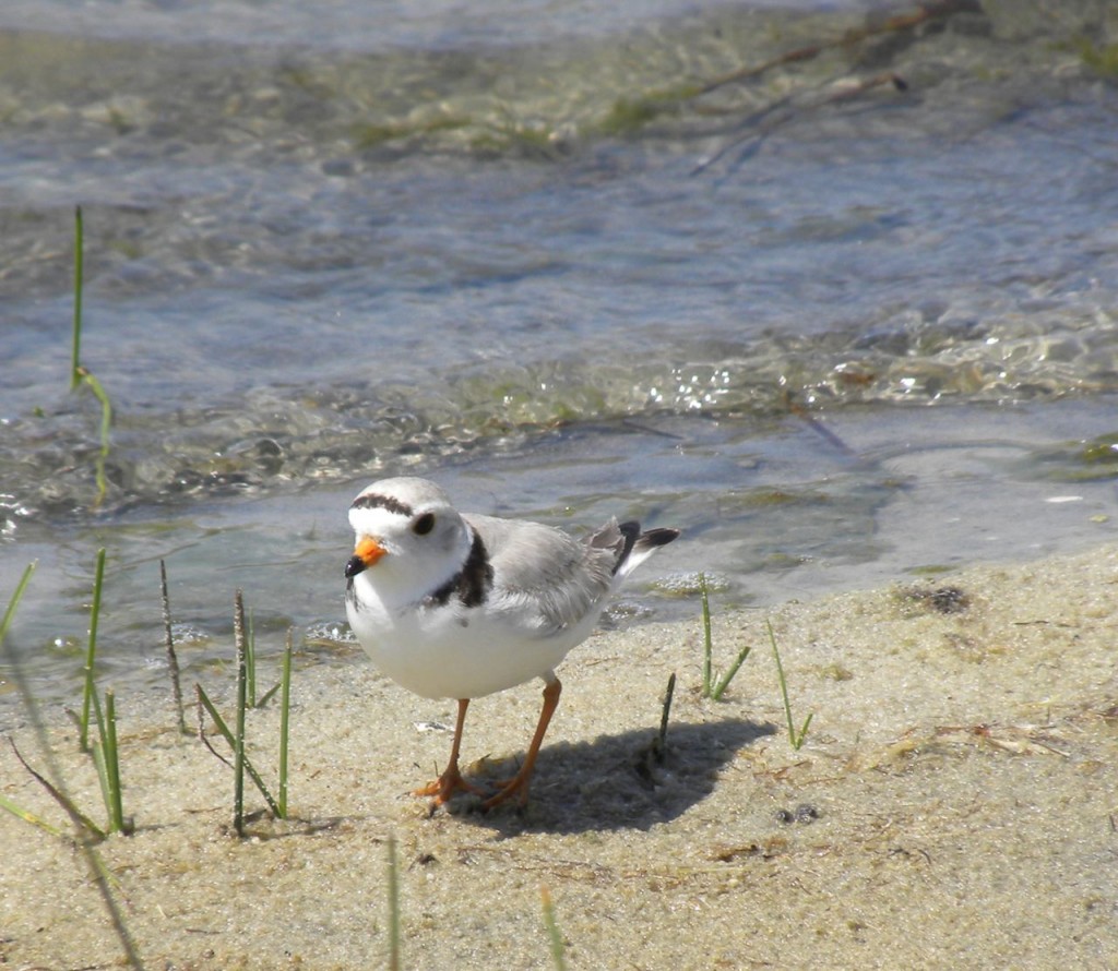 Piping Plover. Cape May N.J.