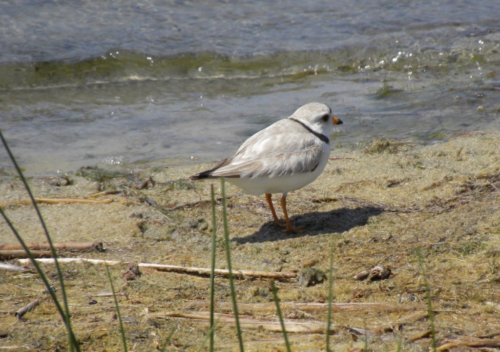 Piping Plover. Cape May N.J.-2