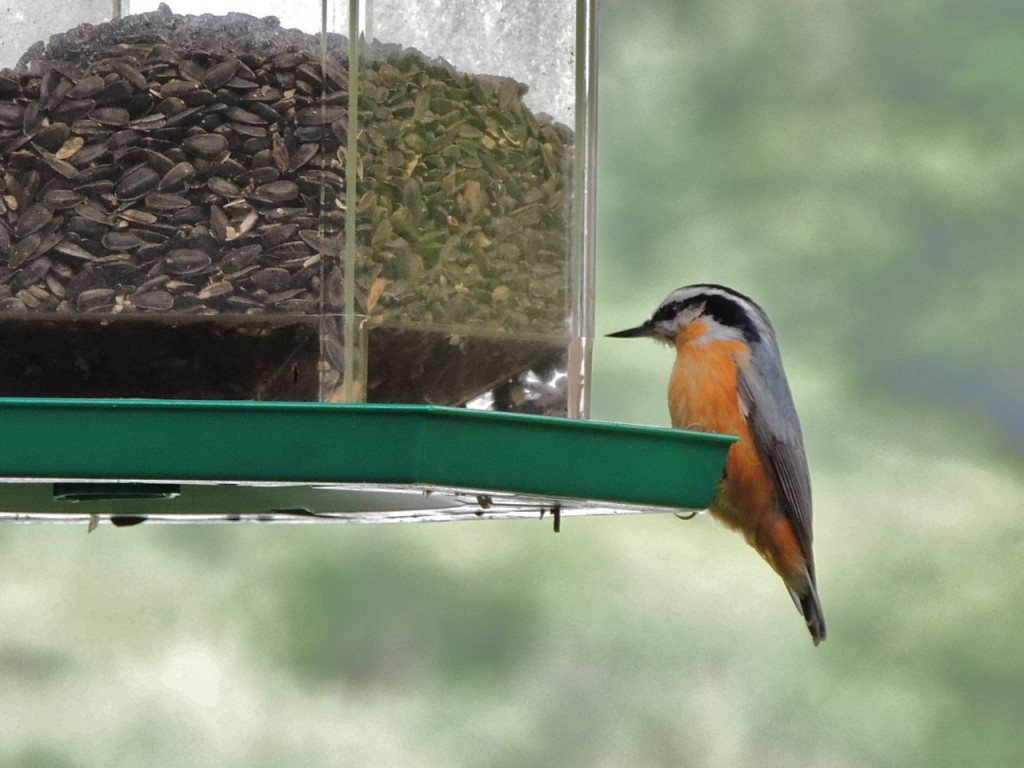 Red-breasted Nuthatch