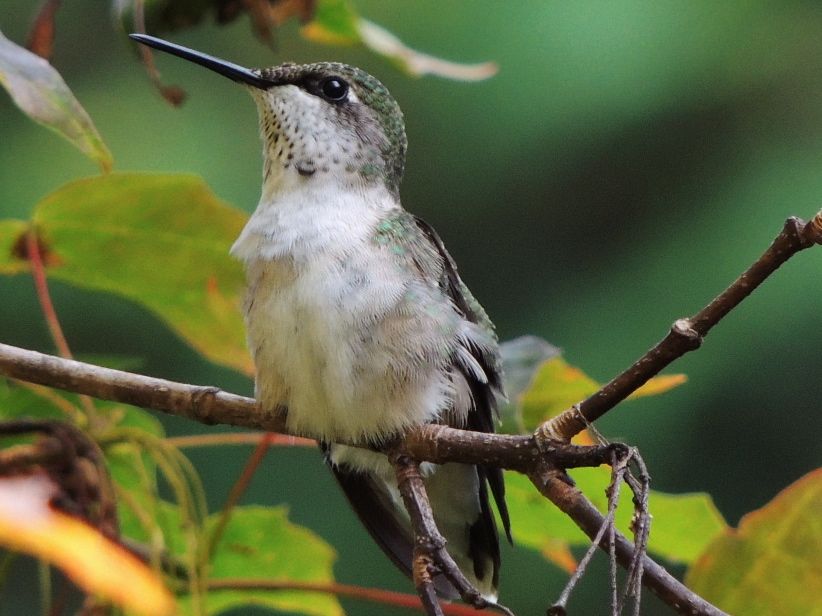 Ruby-throated-Hummingbird