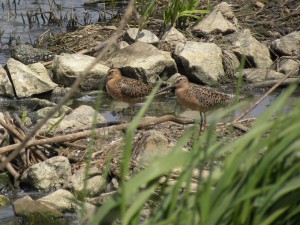 Short-billed Dowitcher pair Townsend 1