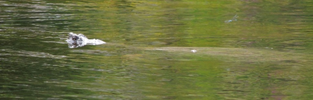 Snapping Turtle