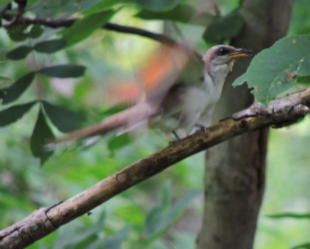 Agitated Yellow-billed Cuckoo