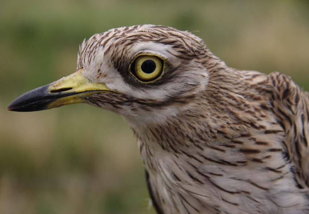 Stone-curlew portrait by Pellinger Atilla.