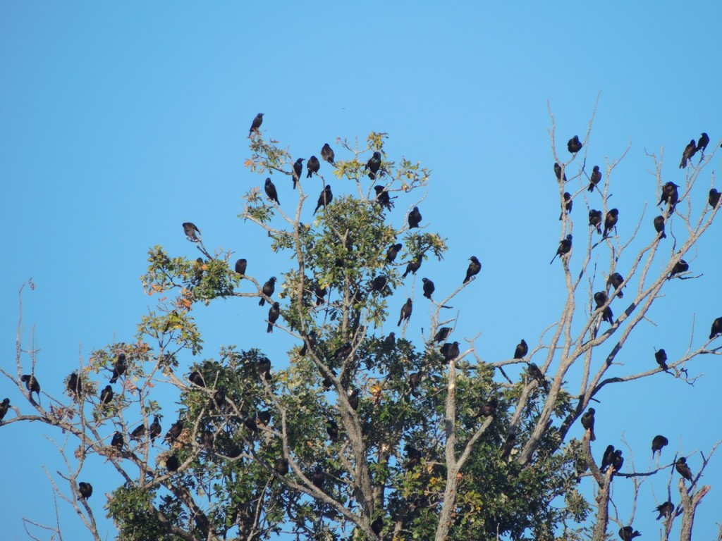 A trifling few of the blackbirds.  Mostly Common Grackles in this shot