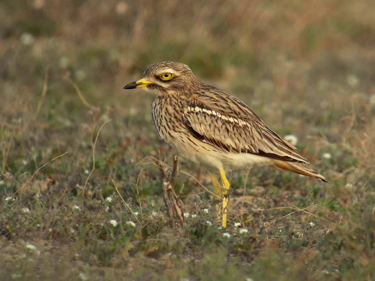 Stone-curlew in Lanzarote. Photo by Frank Vassen