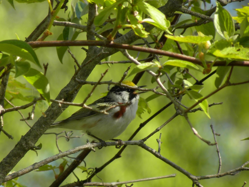 Chestnut-sided Warbler. (adult male photographed in May 2012)