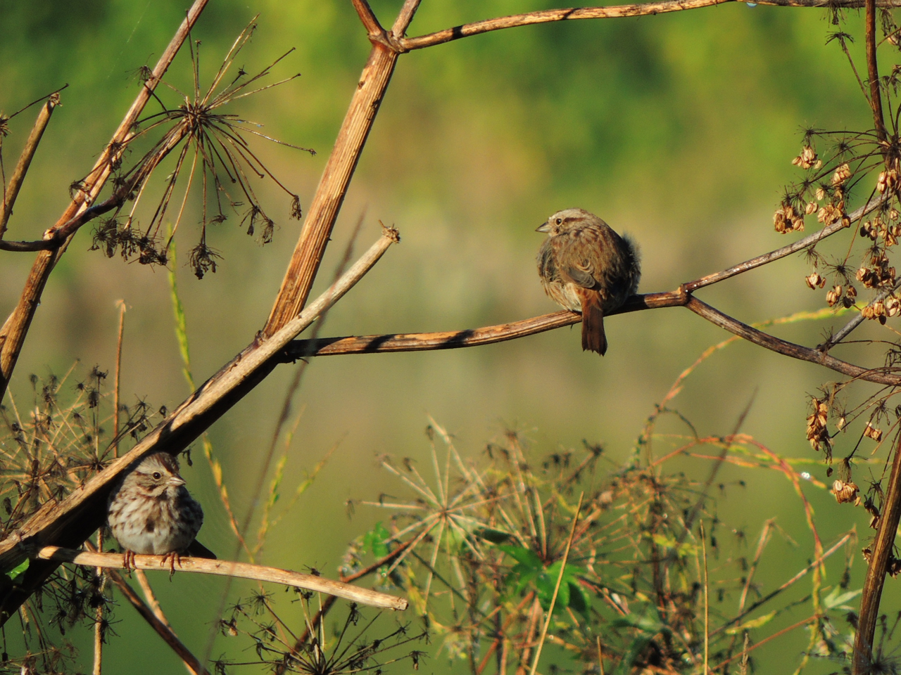 Two Song Sparrows