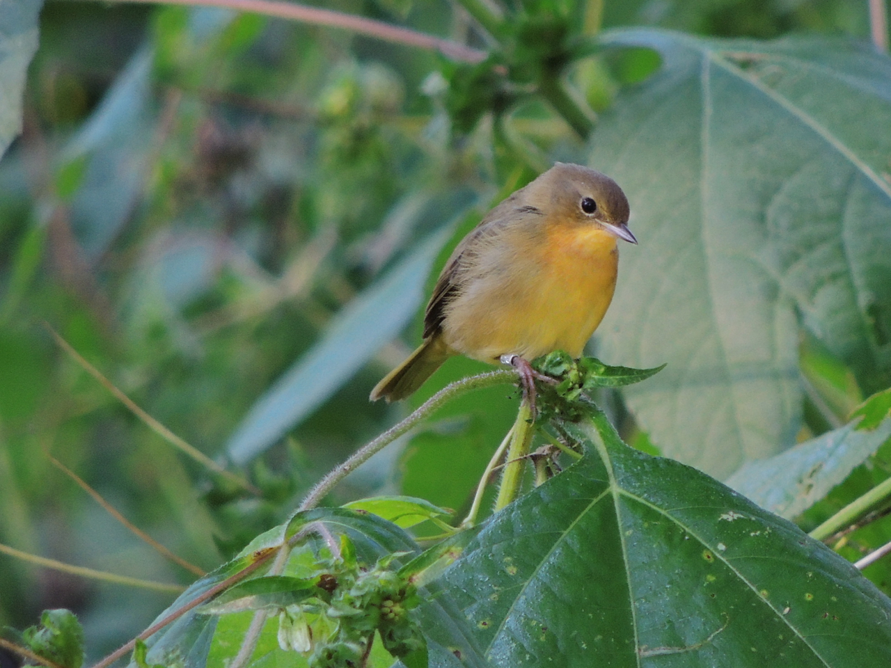 Common Yellowthroat